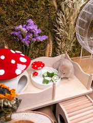 Niteangel Hamster Snack & Treats Toy - Small Animal Natural Treat for Dwarf Syrian Robo Hamsters Gerbils Mice Lemmings Degus or Other Small-Sized Pets