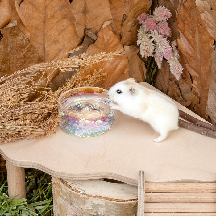 Niteangel Hamster Feeding & Water Bowls - Small Animal Glass Drinking Bowls for Dwarf Syrian Hamsters Gerbils Mice Rats or Other Similar-Sized Small Pets