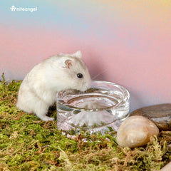 Niteangel Hamster Feeding & Water Bowls - Small Animal Glass Drinking Bowls for Dwarf Syrian Hamsters Gerbils Mice Rats or Other Similar-Sized Small Pets