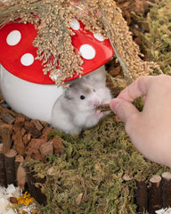 Niteangel Hamster Snack Toy - Natural treats for small animals for dwarf Syria robot hamsters, gerbils, rats or other small pets