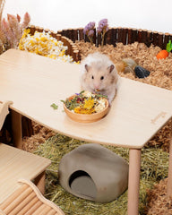 Niteangel Hamster Snack & Treats Toy - Small Animal Natural Treat Mix for Dwarf Syrian Robo Hamsters Gerbils Mice Lemmings Degus or Other Small-Sized Pets