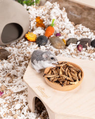 Niteangel Hamster Snack Toy - Natural treats for small animals for dwarf Syria robot hamsters, gerbils, rats or other small pets