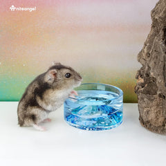 Niteangel Hamster Feeding & Water Bowls - Small Animal Glass Drinking Bowls for Dwarf Syrian Hamsters Gerbils Mice Rats or Other Similar-Sized Small Pets