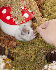 Niteangel Hamster Snack Toy - Natural treats for small animals for dwarf Syria robot hamsters, gerbils, rats or other small pets