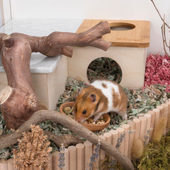 Niteangel Natural Wooden Food Source for Hamsters Beech Wood Bowl