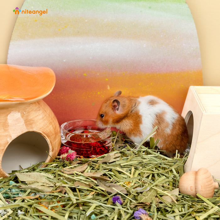 Hamster Water Bottle For Glass Tank Niteangel Hamster Feeding