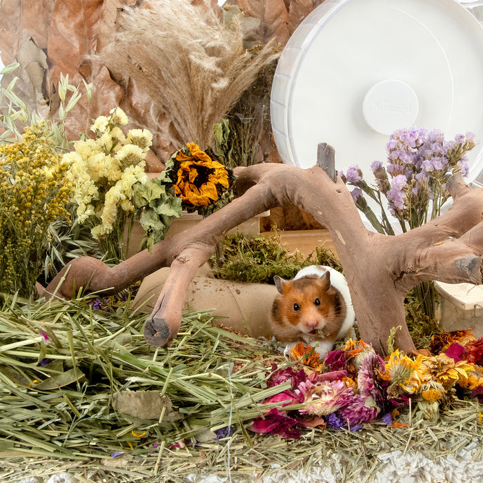 Niteangel harvest wind dried flowers and sprays for hamsters gerbils mice and other small animals