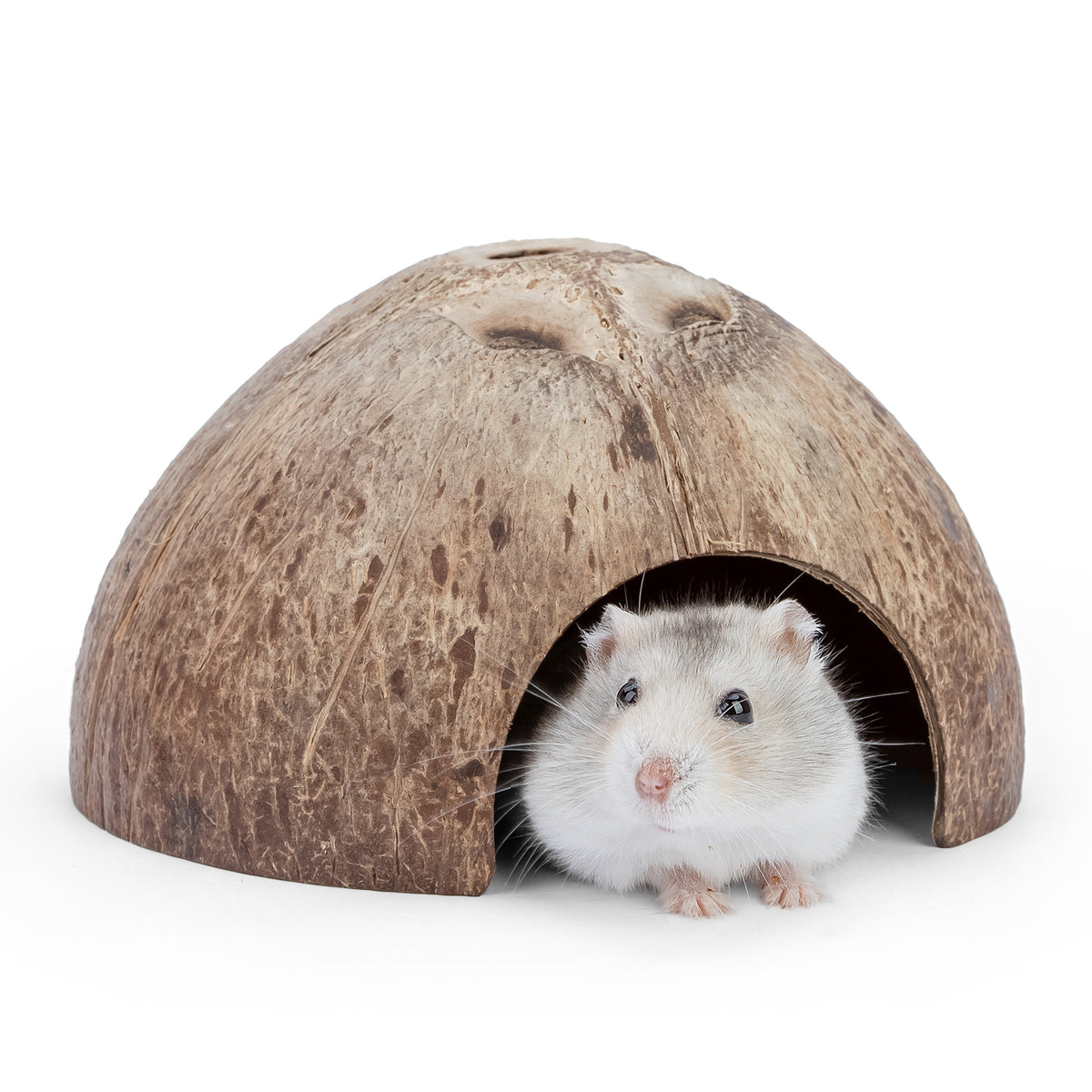 Coconut hamster house top